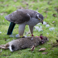 Goshawks - &copy;Dalemews